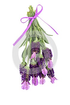 Lavender Herb Flowers