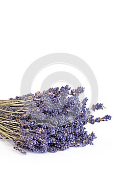 Lavender Herb Flowers