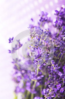 Lavender herb for perfume cosmetics. Natural lavender.