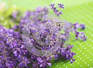 Lavender herb for perfume cosmetics. Natural lavender.