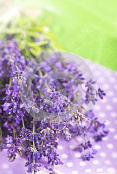 Lavender herb for perfume cosmetics. Natural lavender.