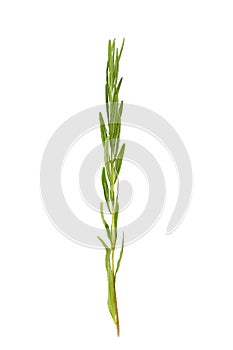 Lavender herb plant with green leaves isolated on white background