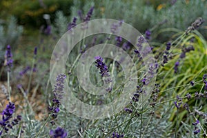 Lavender herb plant lavandula angustifolia lamiaceae from europe in garden