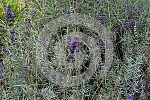 Lavender herb plant lavandula angustifolia lamiaceae from europe in garden