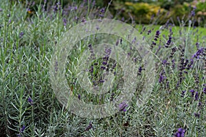 Lavender herb plant lavandula angustifolia lamiaceae from europe in garden