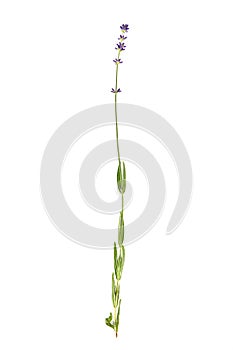 Lavender herb, stem with green leaves and purple flowers isolated on white background