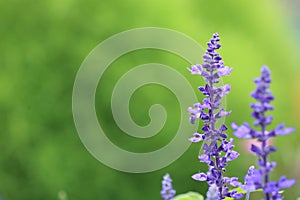 Lavender in Hokkaido