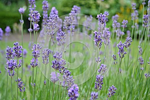 Lavender in hometown garden