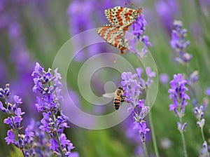 Lavender, honey bee and and mating butterflies