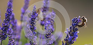 lavender and honey bees photo