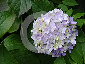 Lavender Hortensia flower Blooms