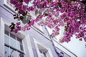 Lavender-Hued Townhouse Adorned with Pink Cherry Blossoms