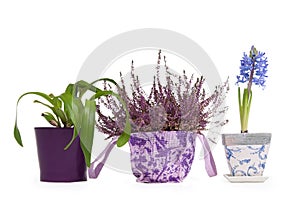 Lavender, Hyacinth and Cattleya Orchid in pots