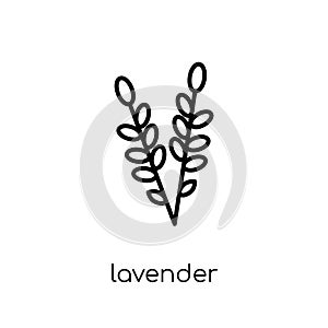 Lavender icon. Trendy modern flat linear vector Lavender icon on