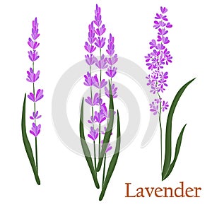 Lavender. Illustration of a plant in a vector with flowers.