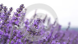 Lavender ina field