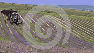 Lavender industrial cultivation and harvesting. Mechanical harvesting with a combine harvester. Lavender Farming