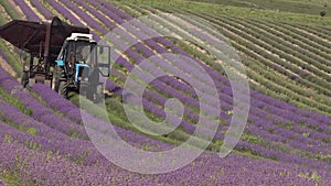 Lavender industrial cultivation and harvesting. Mechanical harvesting with a combine harvester. Lavender Farming