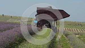 Lavender industrial cultivation and harvesting. Mechanical harvesting on the field with a combine harvester. Lavender