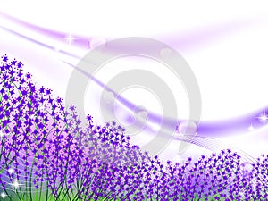 Lavender inspiration