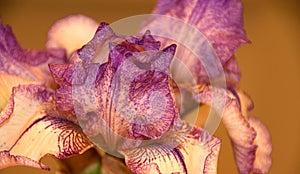 Lavender Iris 3