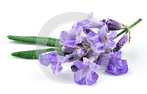 Lavender isolated photo
