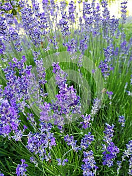 Lavender kitchen garden