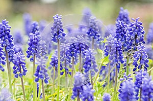 Lavender in Kyoto Botanical Garden, Kyoto, Japan.