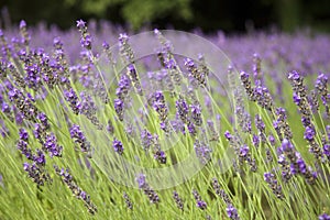 Lavender landscape