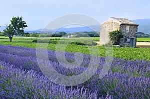 Lavender in the landscape