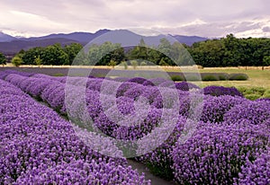 Lavender landscape photo