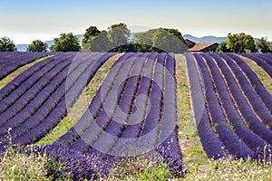 Lavender landscape in Valensole plateau, France