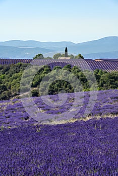 Lavender landscape in Valensole plateau, France