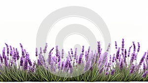 Lavender Landscape On White Background - Uhd Image With Fine Detail