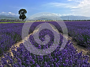 Lavender Landscape in Xinjiang, China