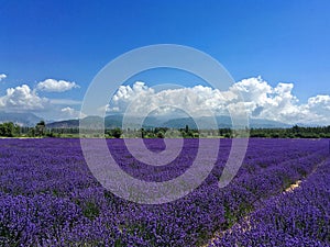 Lavender Landscape in Xinjiang, China