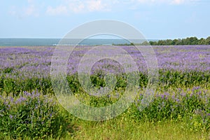 Lavender lants in the field, blooming