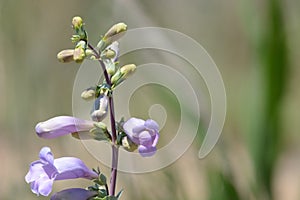 Lavender large beardtongue flowers bloomng