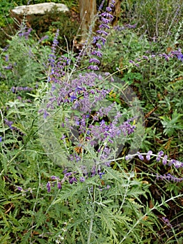 Lavender Lavanda flower