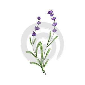 Lavender, lavanda flowers. Field wild lavendar, lavandula. Botanical floral drawing of lavander. French Provence