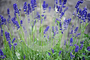lavender lavandin field blue purple flowers field macro lavender field on green field postcard