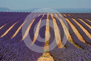 Lavender and lavandin fields in Provance