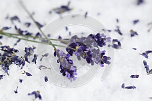 Lavender /Lavandula angustifolia aromatico/ photo