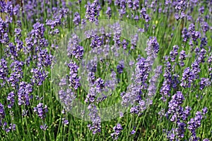 Lavender, Lavandula angustifolia, flowers