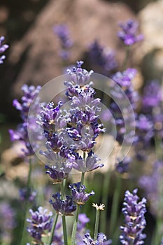 Lavender, Lavandula angustifolia, flowers on stem macro with bokeh background, selective focus, shallow DOF