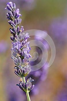 Lavender, Lavandula angustifolia, Lavandula officinalis flower close up in sunny summer day, Osenieki, Latvia