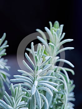 Lavender, Lavandula angustifolia, Lavandula officinalis.On a light colored background