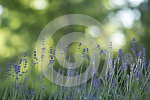 Lavender, Lavandula angustifolia plants