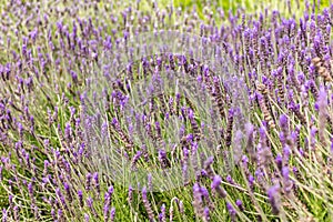 Lavender Lavandula field in the spring