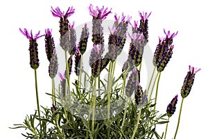 Lavender (Lavendula angustifolia) photo